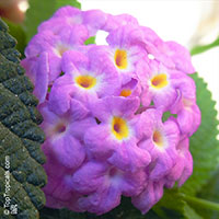 Lantana montevidensis, Lantana sellowiana, Trailing lantana

Click to see full-size image