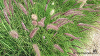 Pennisetum sp., Pennisetum

Click to see full-size image