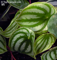 Peperomia argyreia, Peperomia sandersii, Watermelon Peperomia

Click to see full-size image