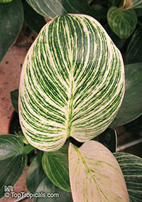Philodendron Birkin, Striped Delight

Click to see full-size image