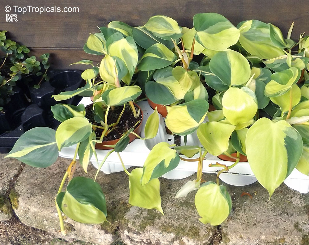 Philodendron scandens, Philodendron hederaceum, Heart Leaf Philodendron