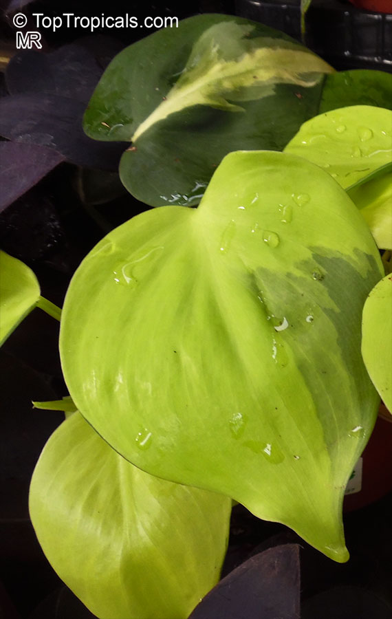 Philodendron scandens, Philodendron hederaceum, Heart Leaf Philodendron