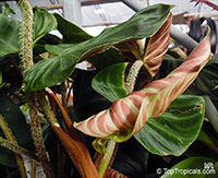 Philodendron verrucosum, Ecuador Philodendron, Velvet-leaf Philodendron

Click to see full-size image
