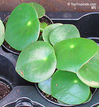Pilea peperomioides, Chinese Money Plant, Missionary Plant, lefse Plant, Pancake Plant, UFO plant

Click to see full-size image