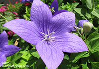 Platycodon grandiflorus, Chinese Bellflower, Balloon Flower

Click to see full-size image