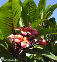 Plumeria rubra Pink, Frangipani, Temple tree, Calachuchi

Click to see full-size image