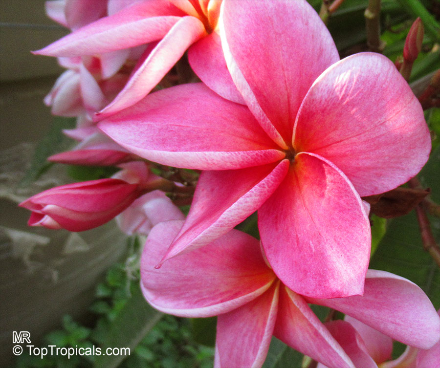 *UNCLE CHAN* 10 SEED RED-PINK FRANGIPANI FRAGRANT PLUMERIA RUBRA EXOTIC FLOWER 