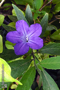 Ruellia sp., Ruellia, Wild Petunia

Click to see full-size image