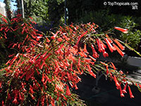 Russelia equisetiformis, Firecracker Fern, Coral Plant

Click to see full-size image