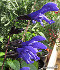 Salvia guaranitica, Anise-scented Sage, Hummingbird Sage

Click to see full-size image