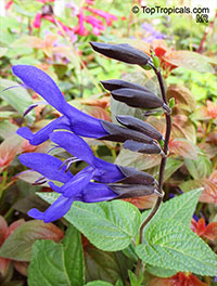 Salvia guaranitica, Anise-scented Sage, Hummingbird Sage

Click to see full-size image