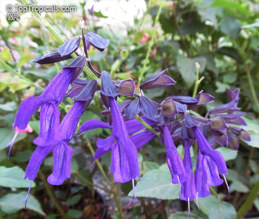 Salvia guaranitica, Anise-scented Sage, Hummingbird Sage