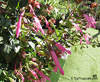 Salvia sp., Garden Sage

Click to see full-size image