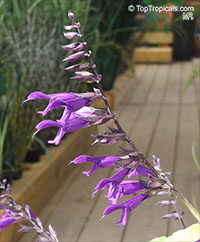 Salvia sp., Garden Sage

Click to see full-size image