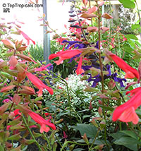 Salvia sp., Garden Sage

Click to see full-size image