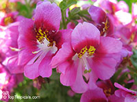 Schizanthus sp., Butterfly Flower, Fringeflower, Poor-man's-orchid

Click to see full-size image