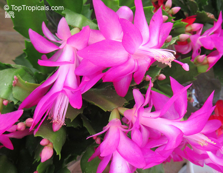 Schlumbergera sp., Orchid Cactus, Thanksgiving Cactus, Christmas Cactus ...