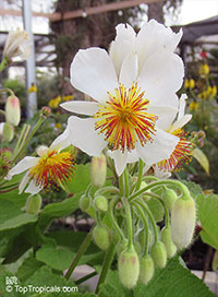 Sparrmannia africana, Cape Stock-rose, House Lime, African Hemp

Click to see full-size image