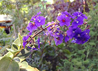 Tibouchina multiflora, Tibouchina grandifolia, Tibouchina heteromalla, Glory bush, Quaresmeira

Click to see full-size image