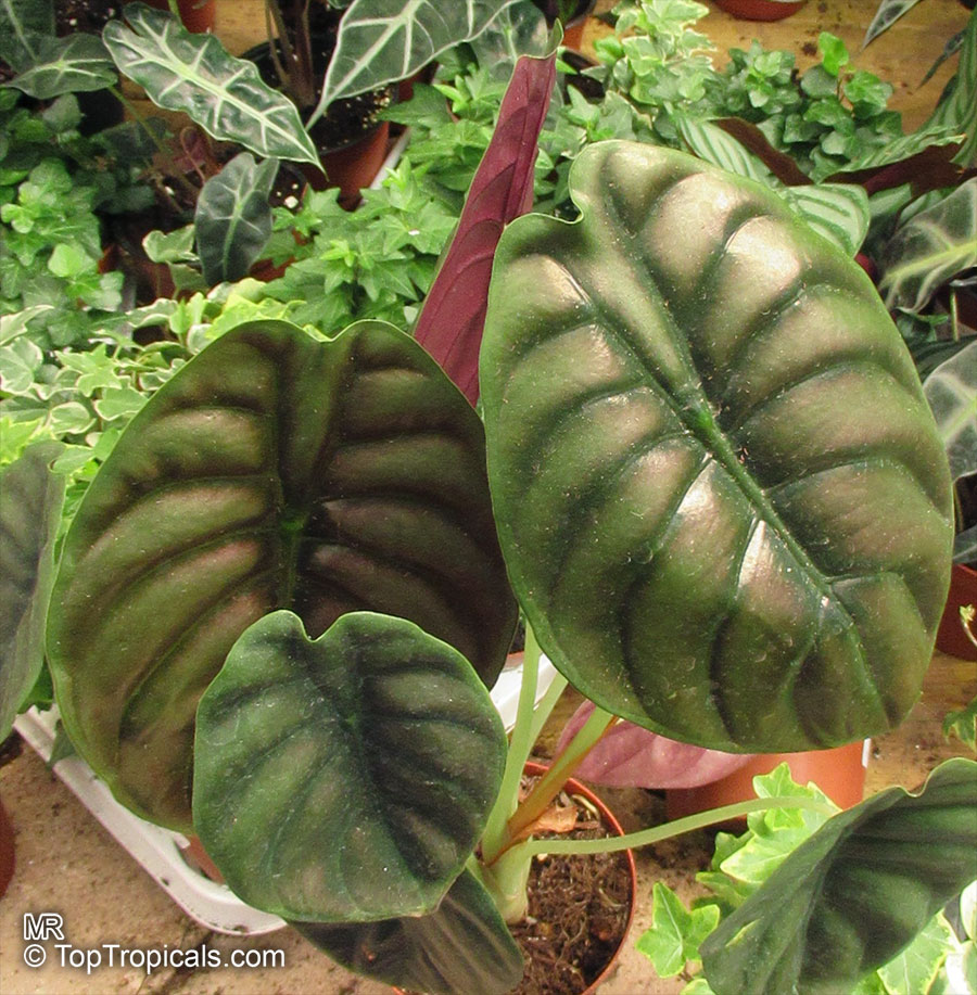 Alocasia cuprea, Mirror Plant, Jewel Alocasia
