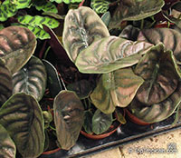 Alocasia cuprea, Mirror Plant, Jewel Alocasia

Click to see full-size image