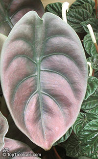 Alocasia sp., Alocasia, Taro

Click to see full-size image