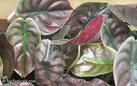 Alocasia sp., Alocasia, Taro

Click to see full-size image