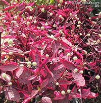 Alternanthera brasiliana, Alternanthera dentata, Josephs Coat, Calico plant, Copperleaf, Bloodleaf, Joyweed, Parrot leaf