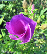 Alyogyne huegelii, Hibiscus geranifolius, Blue Hibiscus

Click to see full-size image