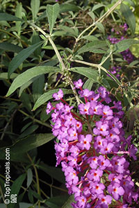 Buddleja davidii, Butterfly Bush

Click to see full-size image