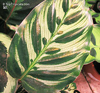 Calathea makoyana, Maranta makoyana, Peacock plant

Click to see full-size image