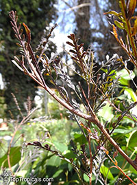 Dodonaea sp., Hopseed bush

Click to see full-size image