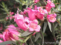 Eremophila sp., Emu bush
