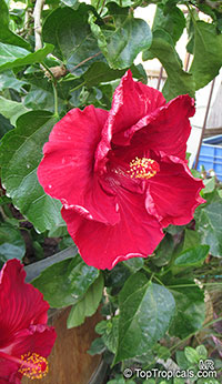 Hibiscus rosa-sinensis (Гибискус китайский) - растение