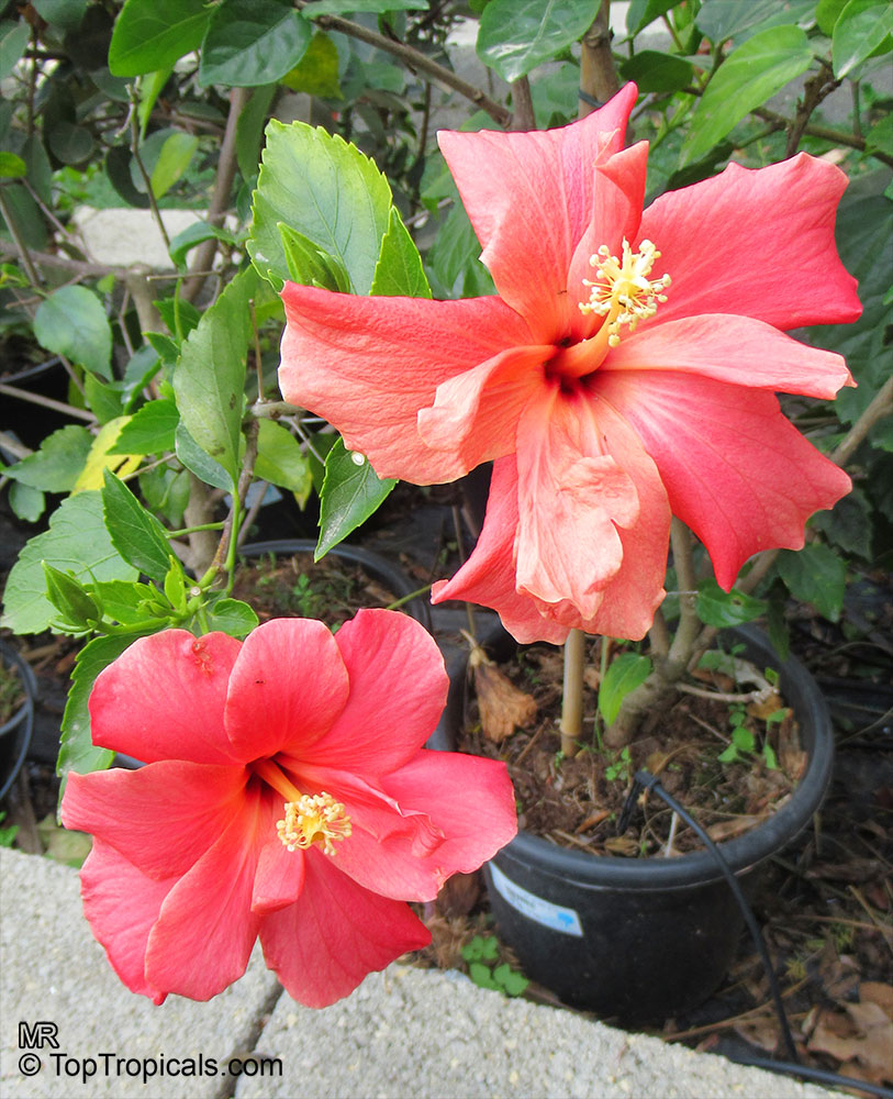 Hibiscus rosa-sinensis, Hibiscus, Chinese Rose, Japanese Rose, Tropical Hibiscus, Shoe Flower