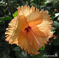 Hibiscus rosa-sinensis, Hibiscus, Chinese Rose, Japanese Rose, Tropical Hibiscus, Shoe Flower

Click to see full-size image