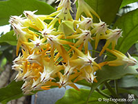 Hoya multiflora, Centrostemma multiflora, Centrostemma platypetalum, Shooting Star Hoya

Click to see full-size image