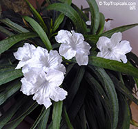 Ruellia simplex, Ruellia brittoniana, Mexican petunia, Mexican Blue Bell

Click to see full-size image