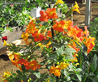 Streptosolen jamesonii, Marmalade Bush, Orange Browallia, Firebush

Click to see full-size image