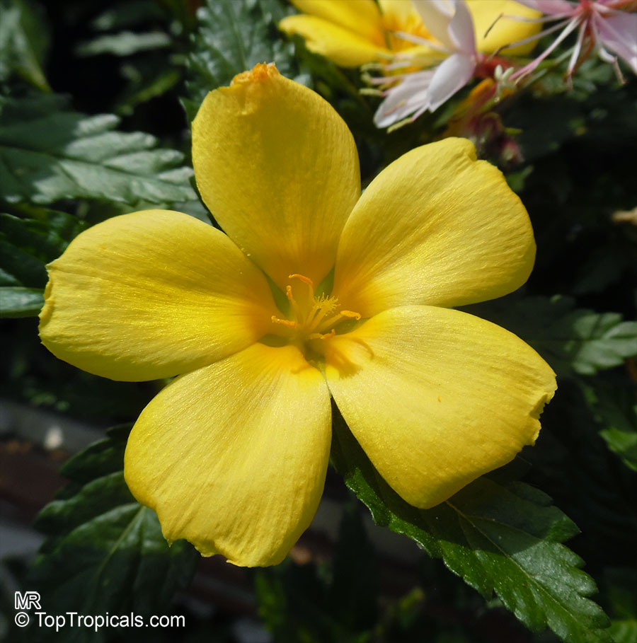 4415 Turnera ulmifolia Sundrop - Yellow Buttercup