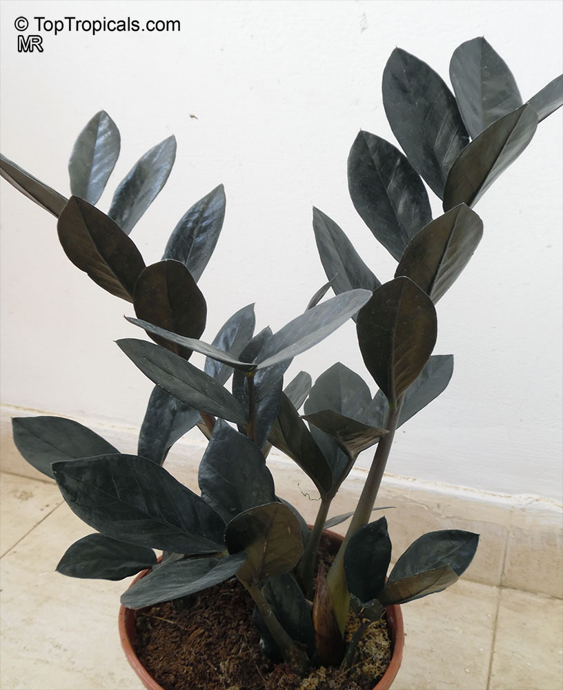 Zamioculcas zamiifolia, Caladium zamiaefolium, Zamioculcas lanceolata, Zamioculcas loddigesii, Aroid Palm, ZZ Plant. Zamioculcas 'Black Dragon'