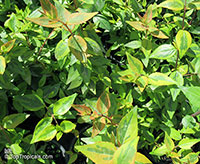Abelia sp., Abelia

Click to see full-size image