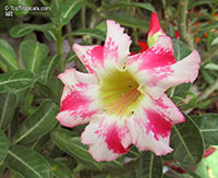 Adenium hybrid (single flower), Desert Rose, Impala Lily, Adenium hybrids

Click to see full-size image