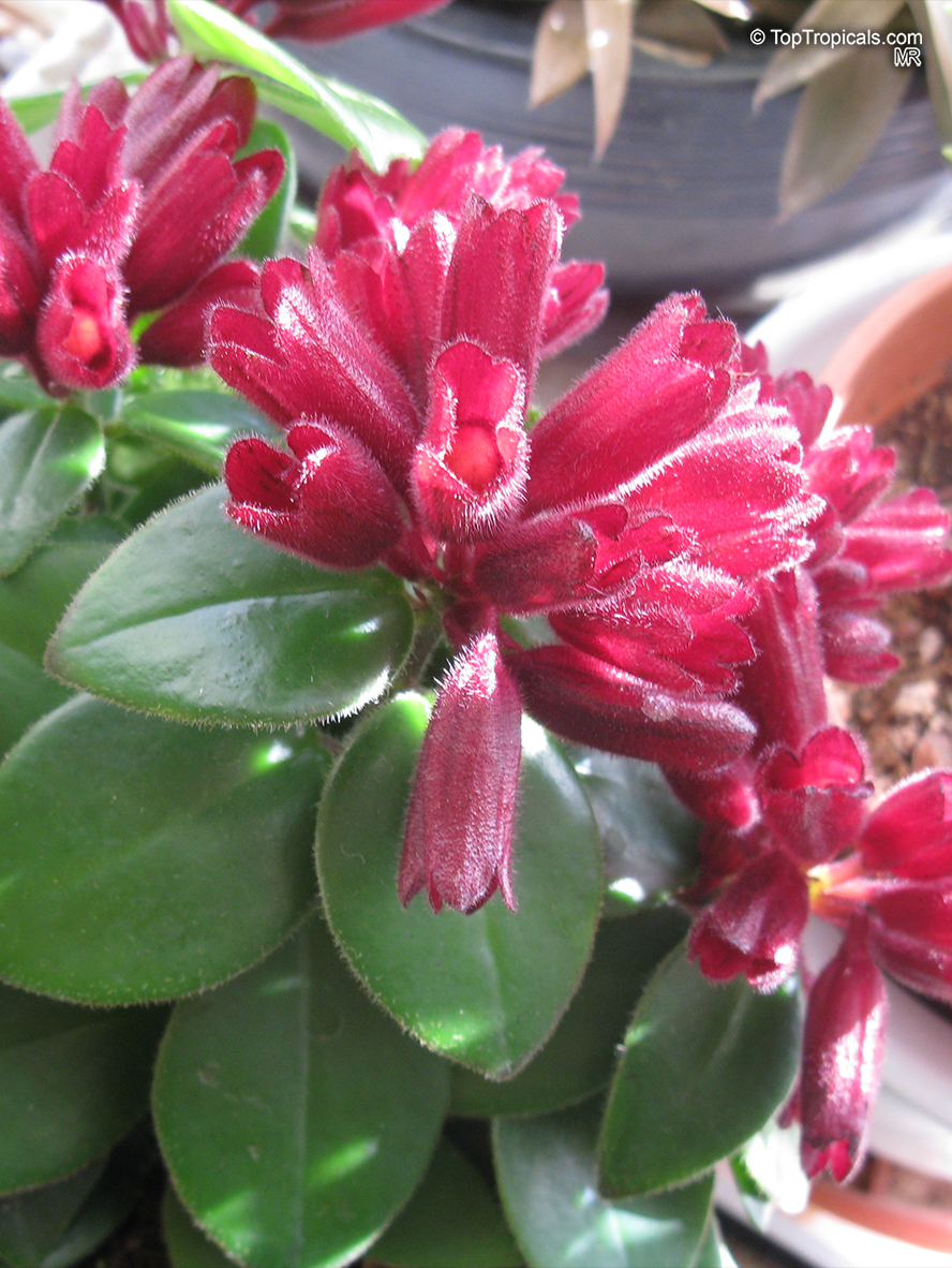 Aeschynanthus radicans, Lipstick Plant
