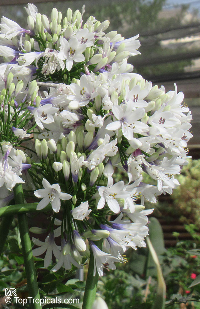 Agapanthus sp., African Lily. Agapanthus 'Twister'