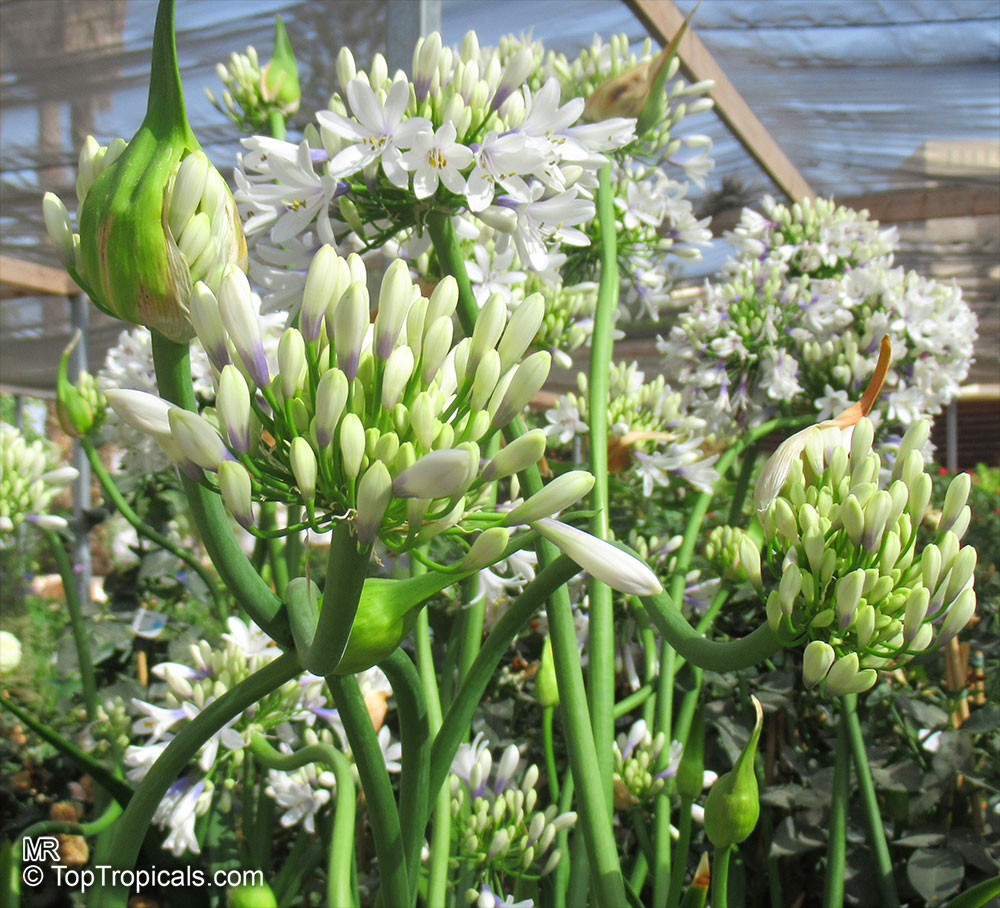 Agapanthus sp., African Lily. Agapanthus 'Twister'