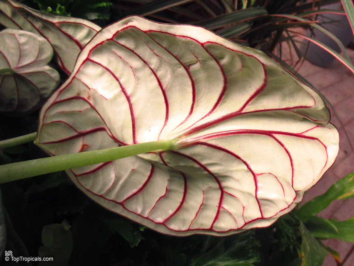 Alocasia baginda, Alocasia Dragon Scale. Alocasia baginda leaf under surface
