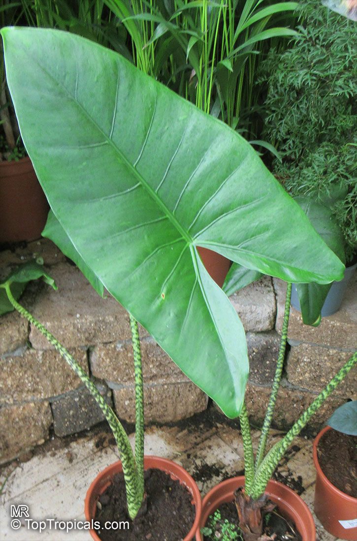 Zebra Elephant Ear Stems