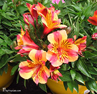 Alstroemeria sp., Peruvian Lily

Click to see full-size image