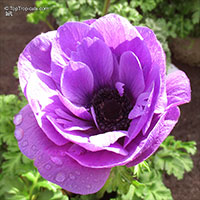 Anemone sp., Windflower

Click to see full-size image